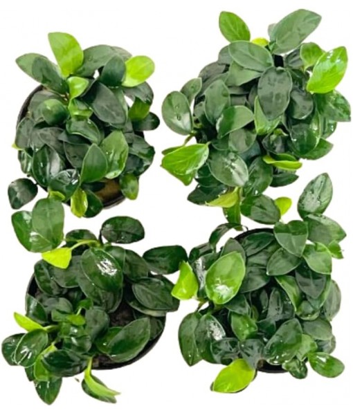 4X Anubias Nana Petite Potted Aquarium Live Plant for Fish Tank Decoration