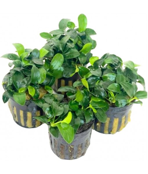 4X Anubias Nana Petite Potted Aquarium Live Plant for Fish Tank Decoration
