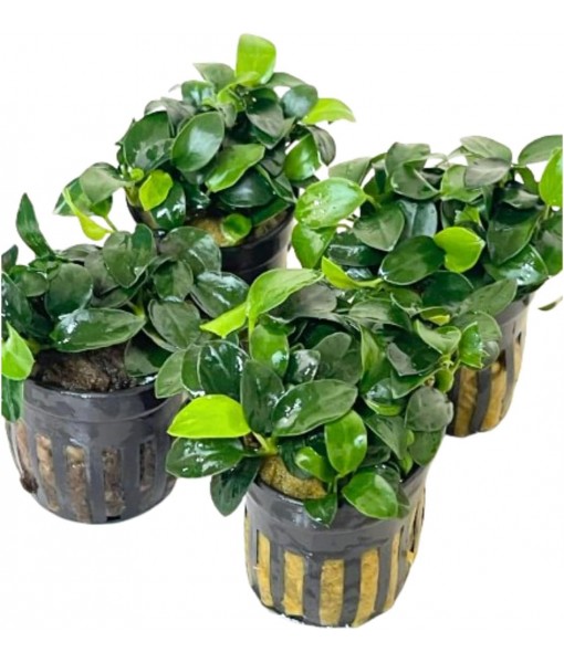4X Anubias Nana Petite Potted Aquarium Live Plant for Fish Tank Decoration