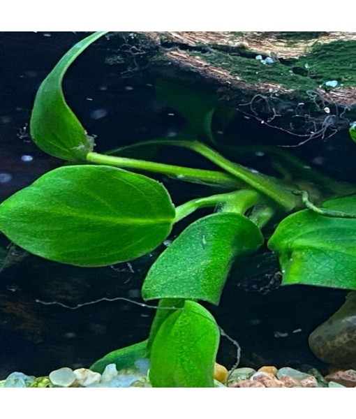 4X Anubias Nana Petite Potted Aquarium Live Plant for Fish Tank Decoration