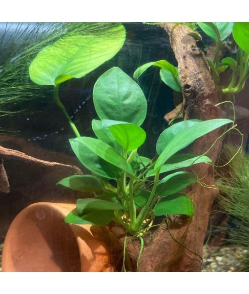 4X Anubias Nana Petite Potted Aquarium Live Plant for Fish Tank Decoration