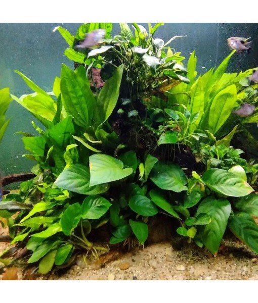 4X Anubias Nana Petite Potted Aquarium Live Plant for Fish Tank Decoration