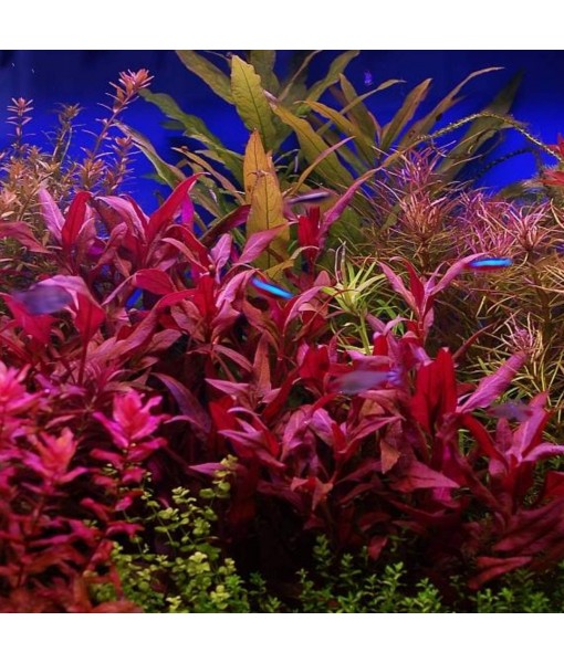 HOT! Alternanthera Lilacina Bunch BUY2GET1 Freshwater Live Aquarium Plant Red Stems