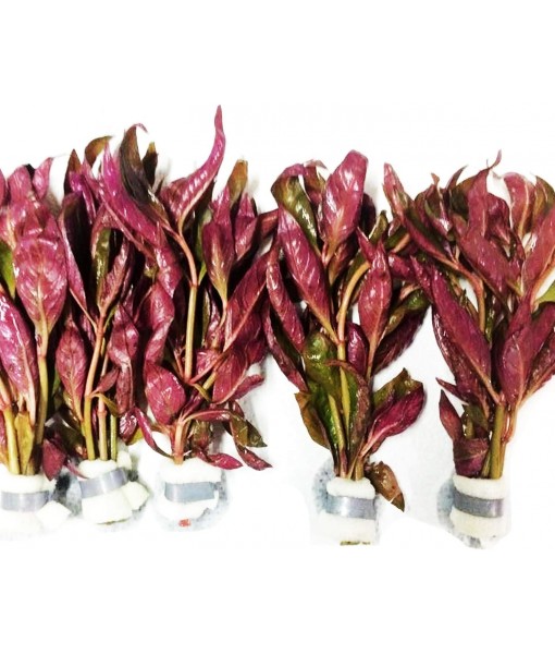 HOT! Alternanthera Lilacina Bunch BUY2GET1 Freshwater Live Aquarium Plant Red Stems