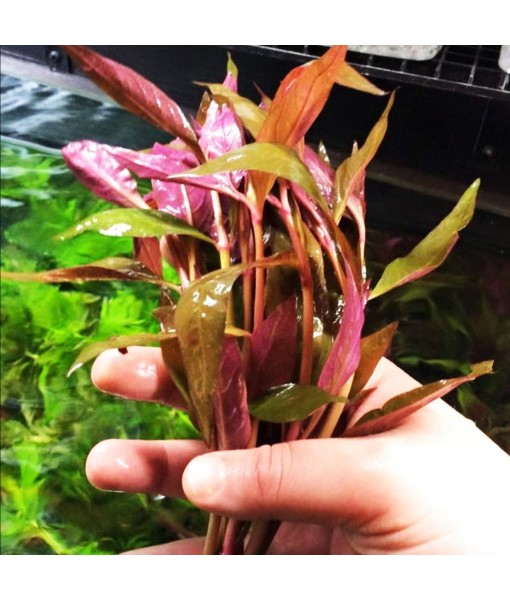 HOT! Alternanthera Lilacina Bunch BUY2GET1 Freshwater Live Aquarium Plant Red Stems