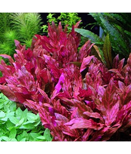 HOT! Alternanthera Lilacina Bunch BUY2GET1 Freshwater Live Aquarium Plant Red Stems