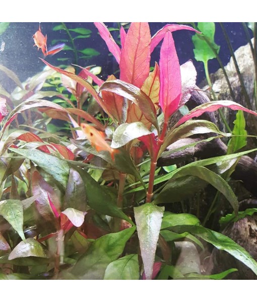 HOT! Alternanthera Lilacina Bunch BUY2GET1 Freshwater Live Aquarium Plant Red Stems
