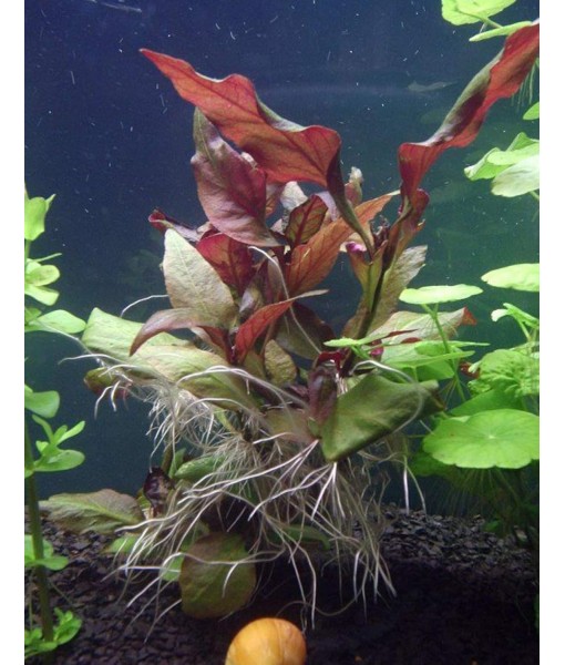 HOT! Alternanthera Lilacina Bunch BUY2GET1 Freshwater Live Aquarium Plant Red Stems