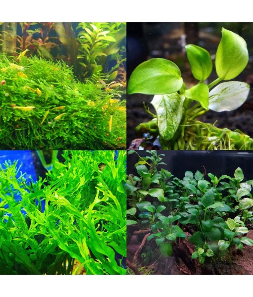 Mainam 3 Different Anubias Nana Java Fern Windelov Java Moss Tropical Freshwater Live Aquarium Plant Decorations 3 Days BUY2GET1