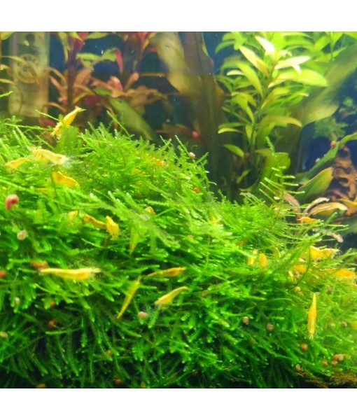 Mainam 3 Different Anubias Nana Java Fern Windelov Java Moss Tropical Freshwater Live Aquarium Plant Decorations 3 Days BUY2GET1