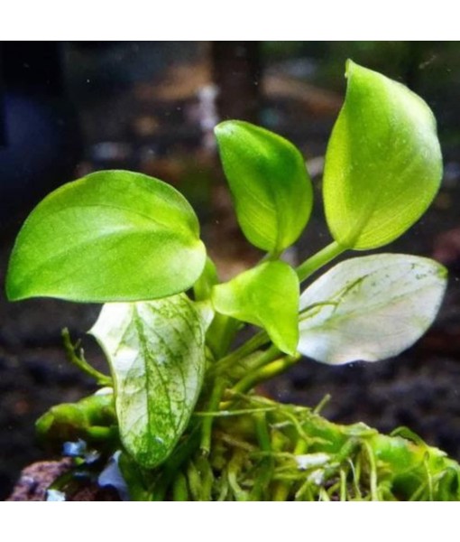 Mainam 3 Different Anubias Nana Java Fern Windelov Java Moss Tropical Freshwater Live Aquarium Plant Decorations 3 Days BUY2GET1