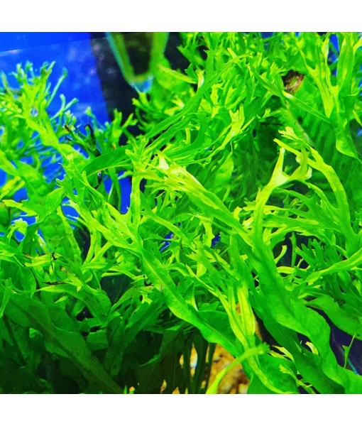 Mainam 3 Different Anubias Nana Java Fern Windelov Java Moss Tropical Freshwater Live Aquarium Plant Decorations 3 Days BUY2GET1