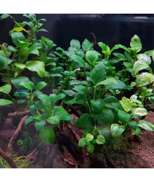 Mainam 3 Different Anubias Nana Java Fern Windelov Java Moss Tropical Freshwater Live Aquarium Plant Decorations 3 Days BUY2GET1