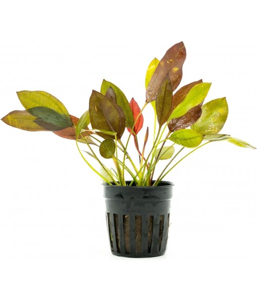 Live Plants - Echinodorus 'Aflame' (Echinodorus aflame) - Medium to High Light, Deep Red-Burgundy Accent for Midground to Background Freshwater Aquarium Aquascaping - Pot