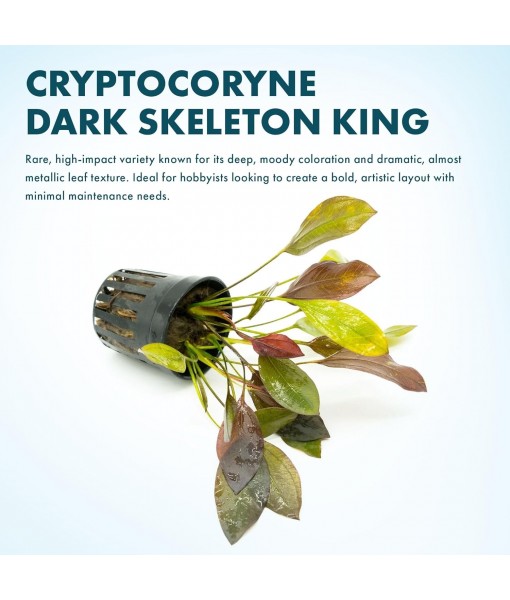 Live Plants - Echinodorus 'Aflame' (Echinodorus aflame) - Medium to High Light, Deep Red-Burgundy Accent for Midground to Background Freshwater Aquarium Aquascaping - Pot