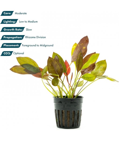 Live Plants - Echinodorus 'Aflame' (Echinodorus aflame) - Medium to High Light, Deep Red-Burgundy Accent for Midground to Background Freshwater Aquarium Aquascaping - Pot