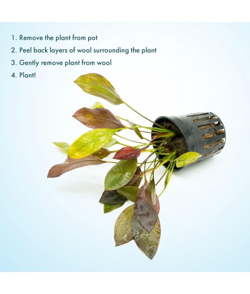 Live Plants - Echinodorus 'Aflame' (Echinodorus aflame) - Medium to High Light, Deep Red-Burgundy Accent for Midground to Background Freshwater Aquarium Aquascaping - Pot