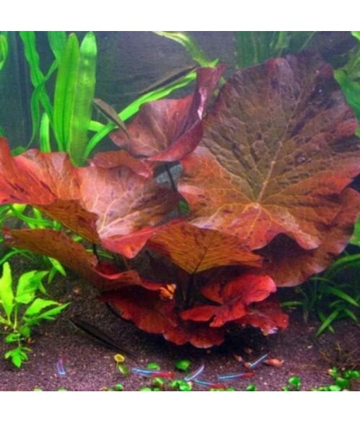 Tiger Lotus Lily Nymphaea Lotus - Live Aquarium Plants - Freshwater Aquatic Plant Buy 2 Get 1