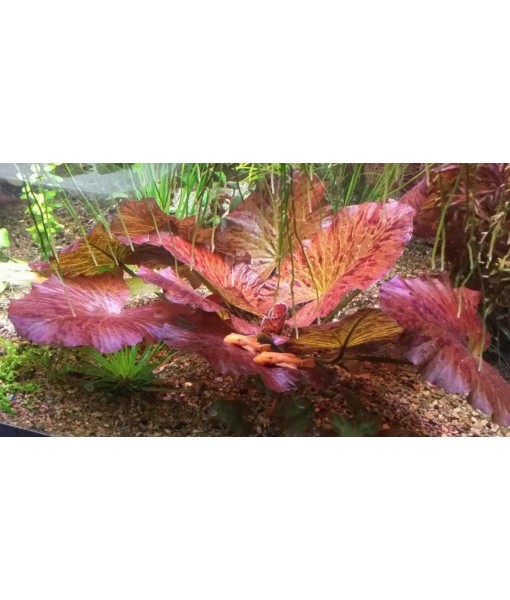 Tiger Lotus Lily Nymphaea Lotus - Live Aquarium Plants - Freshwater Aquatic Plant Buy 2 Get 1