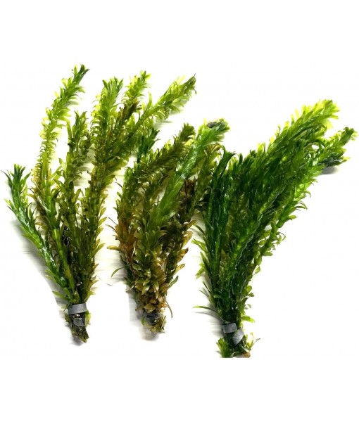 3X Anacharis Elodea Densa Live Aqurium Plants