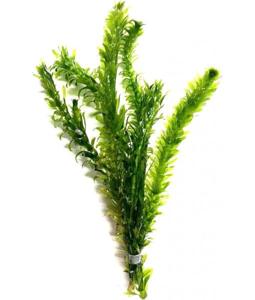 3X Anacharis Elodea Densa Live Aqurium Plants