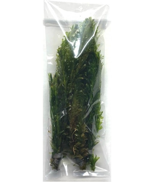 3X Anacharis Elodea Densa Live Aqurium Plants