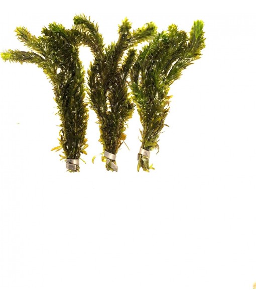 3X Anacharis Elodea Densa Live Aqurium Plants