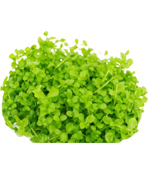 Micranthemum Monte Carlo Compact Tissue Culture Vitro Cup Freshwater Carpet Live Aquarium Plants Decoration BUY2GET1