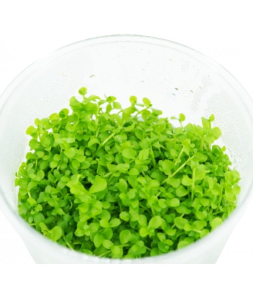 Micranthemum Monte Carlo Compact Tissue Culture Vitro Cup Freshwater Carpet Live Aquarium Plants Decoration BUY2GET1