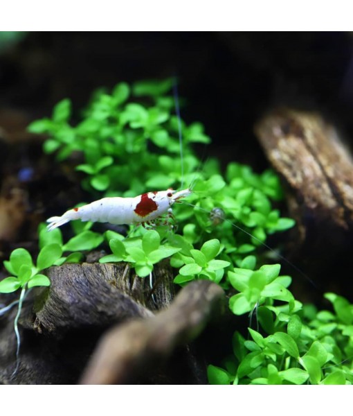 Micranthemum Monte Carlo Compact Tissue Culture Vitro Cup Freshwater Carpet Live Aquarium Plants Decoration BUY2GET1