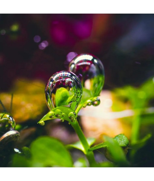 Micranthemum Monte Carlo Compact Tissue Culture Vitro Cup Freshwater Carpet Live Aquarium Plants Decoration BUY2GET1