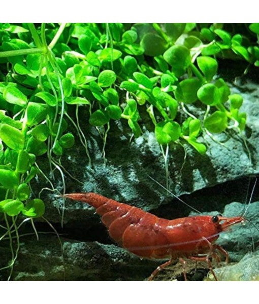 Micranthemum Monte Carlo Compact Tissue Culture Vitro Cup Freshwater Carpet Live Aquarium Plants Decoration BUY2GET1