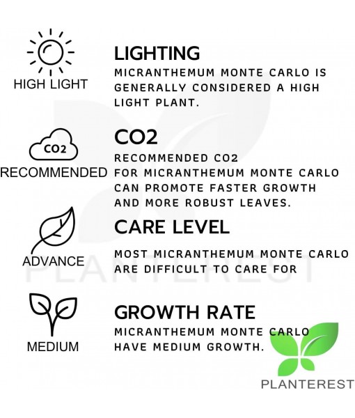 Micranthemum Monte Carlo Compact Tissue Culture Vitro Cup Freshwater Carpet Live Aquarium Plants Decoration BUY2GET1