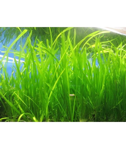 6 Jungle Val - Jungle Vallisneria Live Aquarium Freshwater Plants