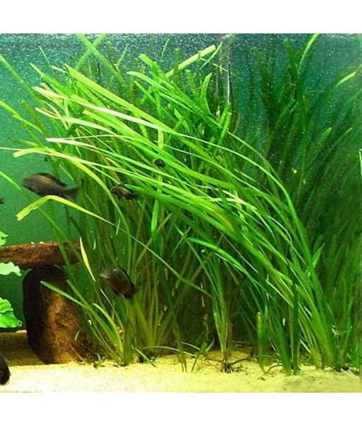 6 Jungle Val - Jungle Vallisneria Live Aquarium Freshwater Plants