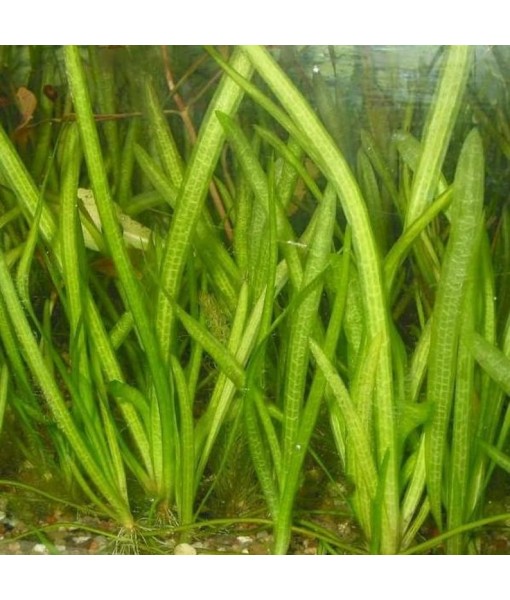 6 Jungle Val - Jungle Vallisneria Live Aquarium Freshwater Plants