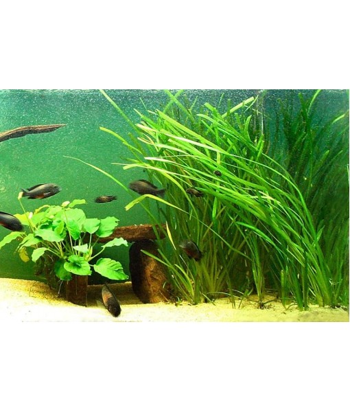 6 Jungle Val - Jungle Vallisneria Live Aquarium Freshwater Plants
