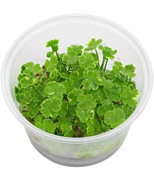 Tissue Culture Live Aquarium Plants | in Vitro Freshwater Aquatic Plants for Small Aquariums and Foreground (Dwarf Pennywort)
