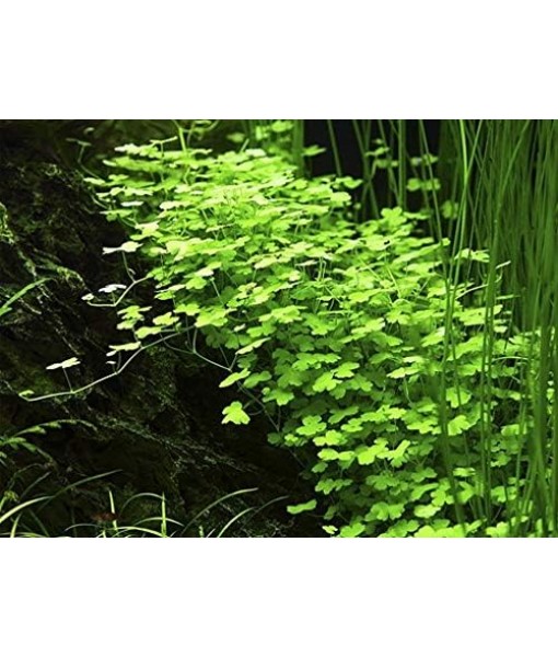 Tissue Culture Live Aquarium Plants | in Vitro Freshwater Aquatic Plants for Small Aquariums and Foreground (Dwarf Pennywort)