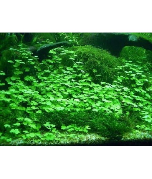Tissue Culture Live Aquarium Plants | in Vitro Freshwater Aquatic Plants for Small Aquariums and Foreground (Dwarf Pennywort)