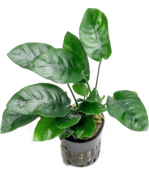 Anubias Live Aquarium Plants - Potted Freshwater Plant for Fish Tanks, Terrariums - Beginner Friendly Low Light (Nana, 1 Pot)