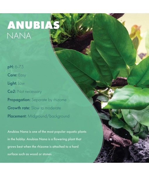 Anubias Live Aquarium Plants - Potted Freshwater Plant for Fish Tanks, Terrariums - Beginner Friendly Low Light (Nana, 1 Pot)