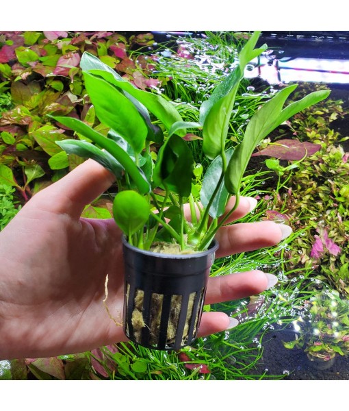 Anubias Live Aquarium Plants - Potted Freshwater Plant for Fish Tanks, Terrariums - Beginner Friendly Low Light (Nana, 1 Pot)