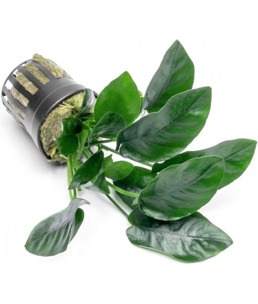 Anubias Live Aquarium Plants - Potted Freshwater Plant for Fish Tanks, Terrariums - Beginner Friendly Low Light (Nana, 1 Pot)