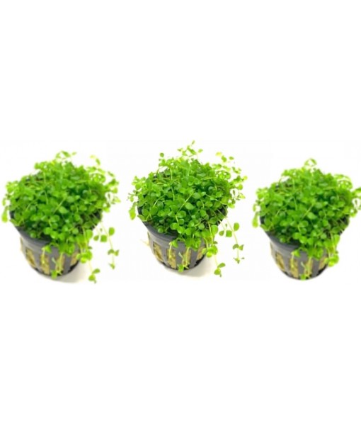 3X Micranthemum Monte Carlo Pots Easy Live Aquarium Plants