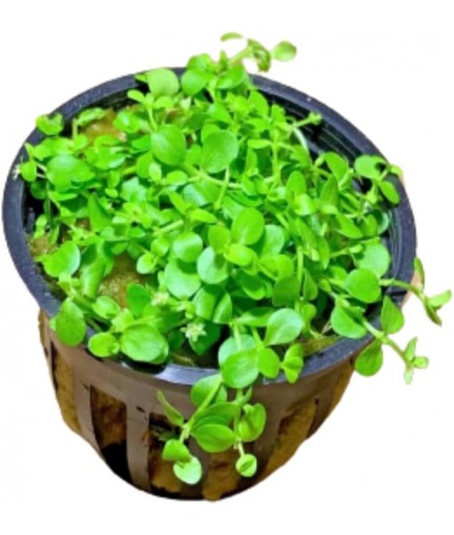 3X Micranthemum Monte Carlo Pots Easy Live Aquarium Plants