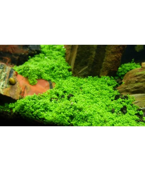 3X Micranthemum Monte Carlo Pots Easy Live Aquarium Plants