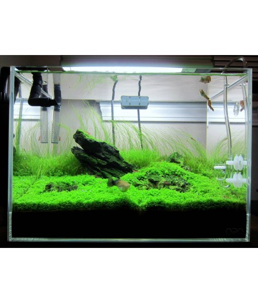 3X Micranthemum Monte Carlo Pots Easy Live Aquarium Plants