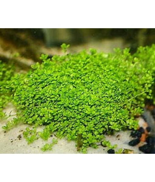 3X Micranthemum Monte Carlo Pots Easy Live Aquarium Plants