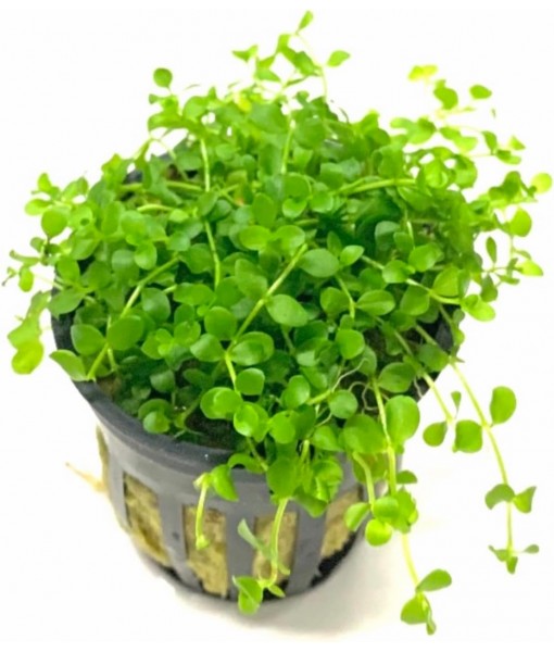 3X Micranthemum Monte Carlo Pots Easy Live Aquarium Plants